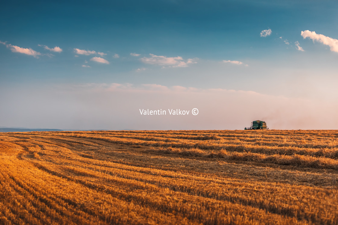 "Combine harvester machine working in a wheat field at sunset." stock image