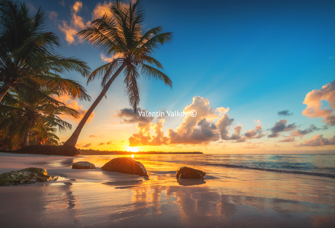 "Palm and tropical beach in Punta Cana, Dominican Republic" stock image