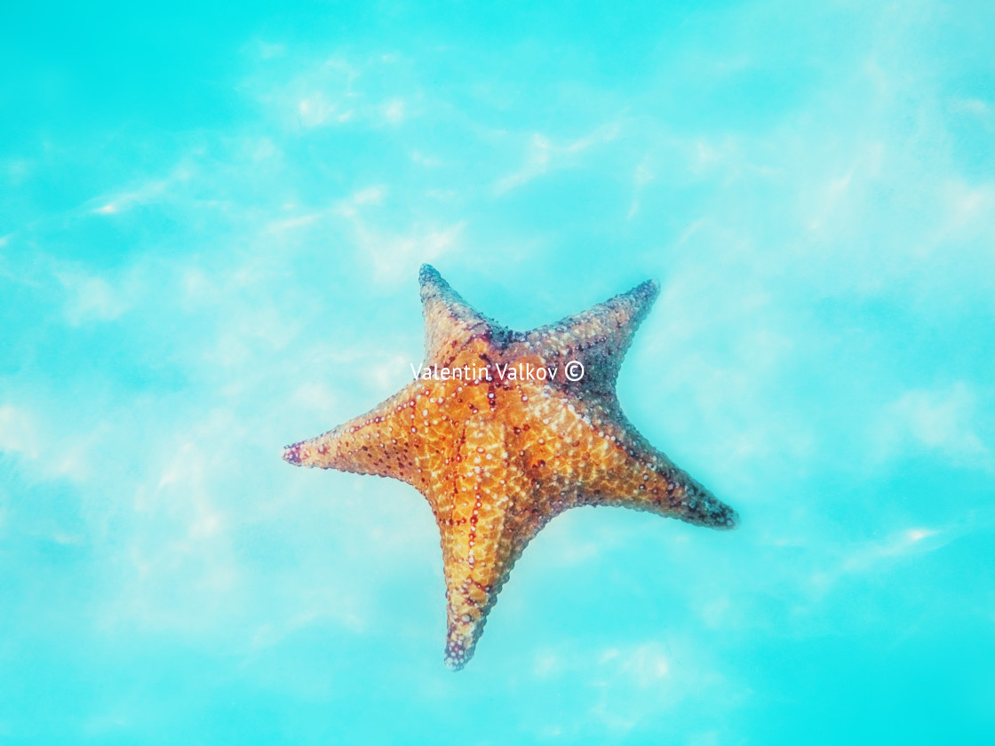 "Starfish underwater over white sand in Caribbean sea. Tropical b" stock image