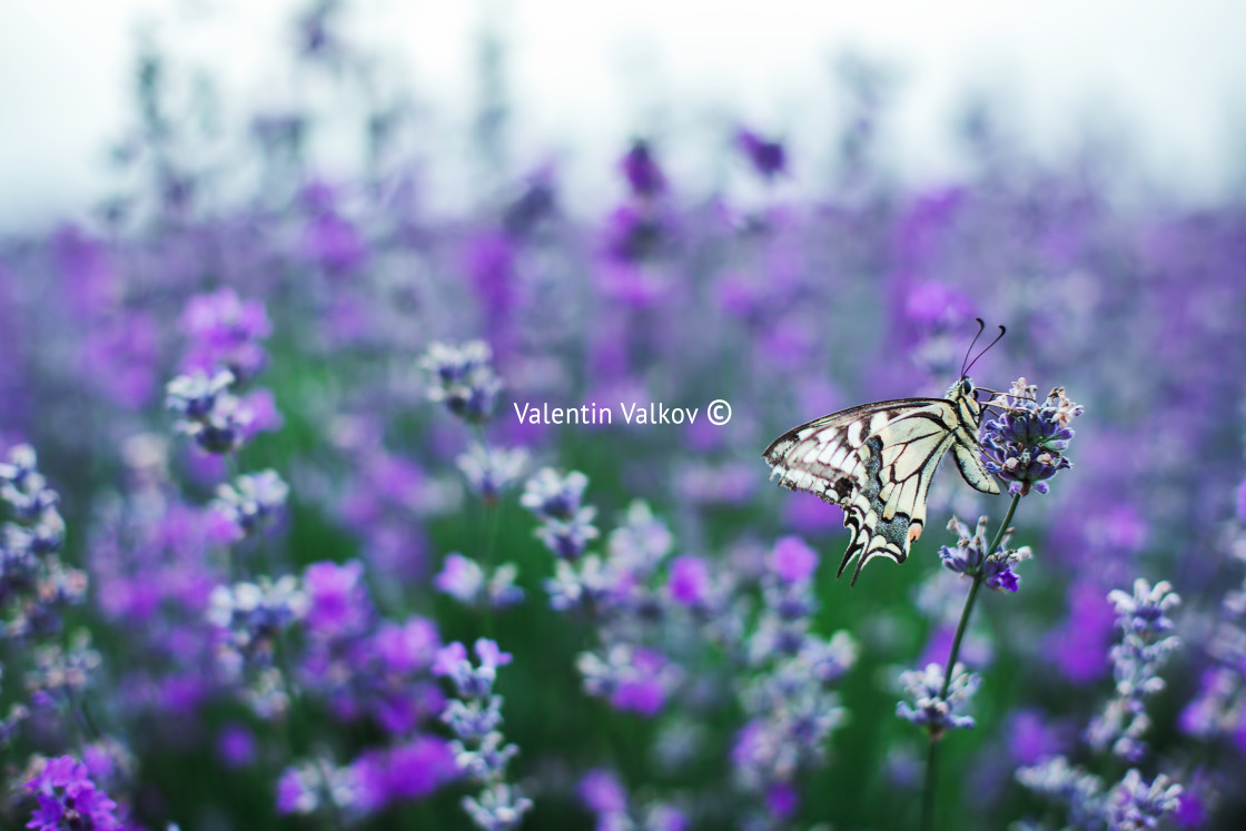 "Lavender flowers with buterfly" stock image