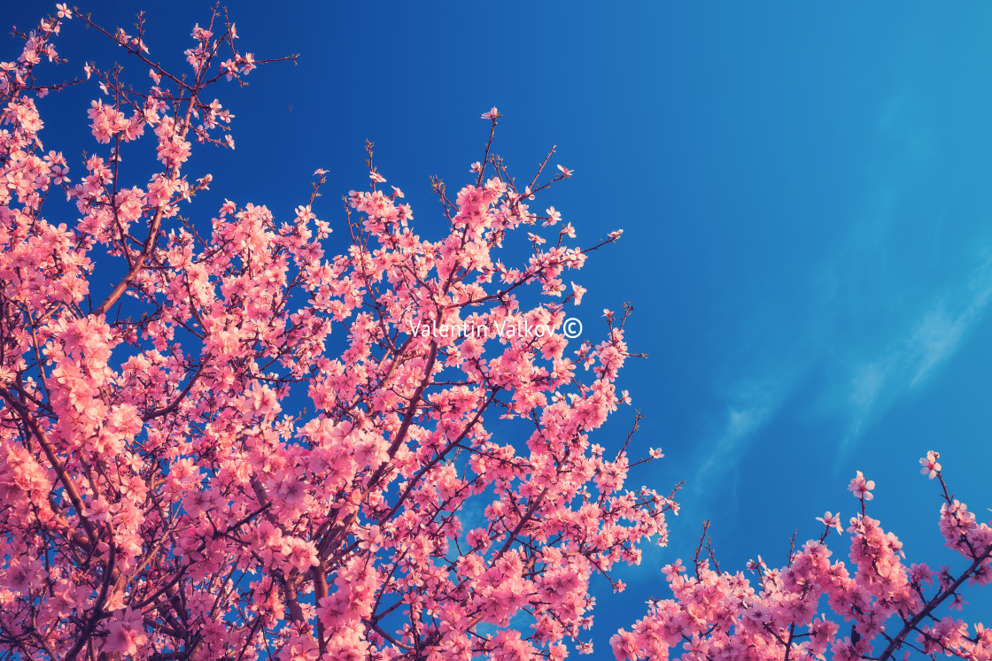 "Cherry Blossom trees in spring and clear blue sky" stock image