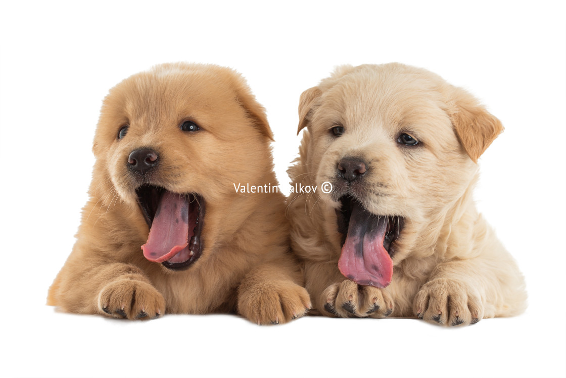 "Fluffy Chow-chow puppy" stock image