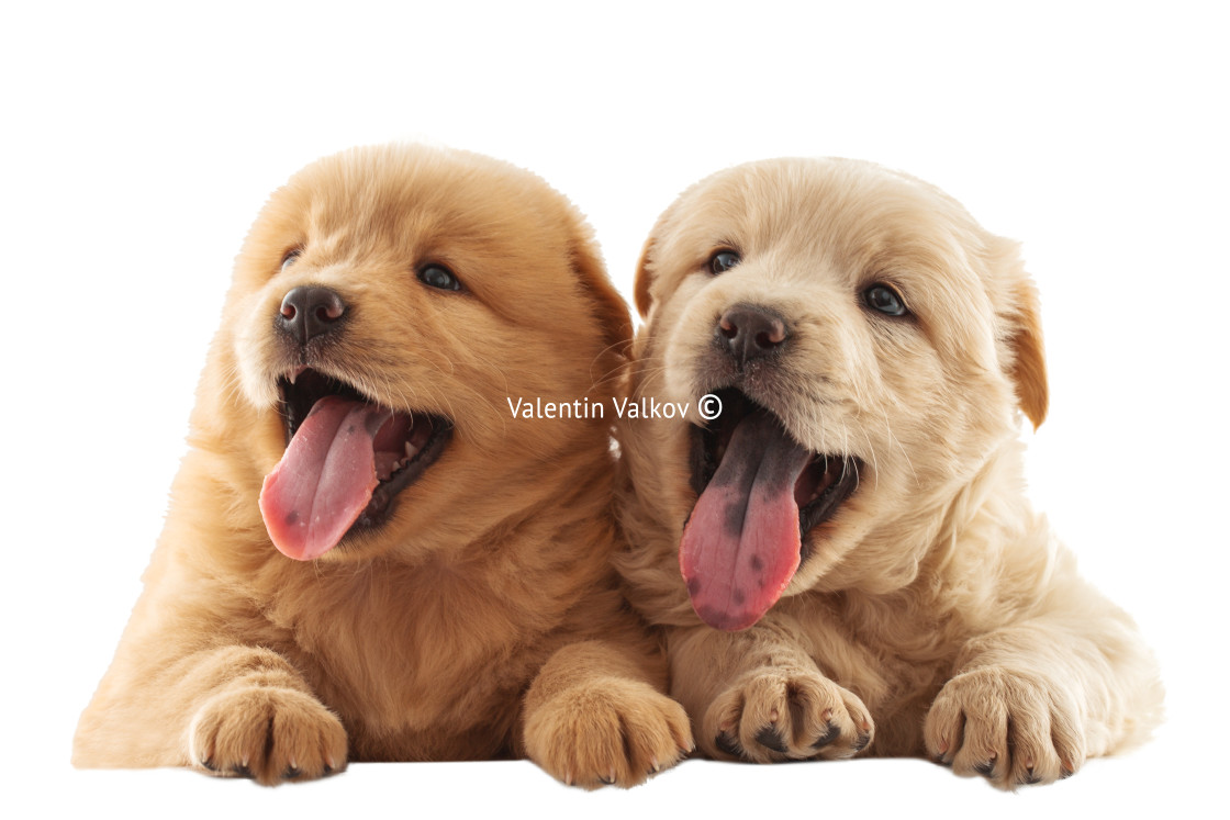 "Fluffy Chow-chow puppy" stock image