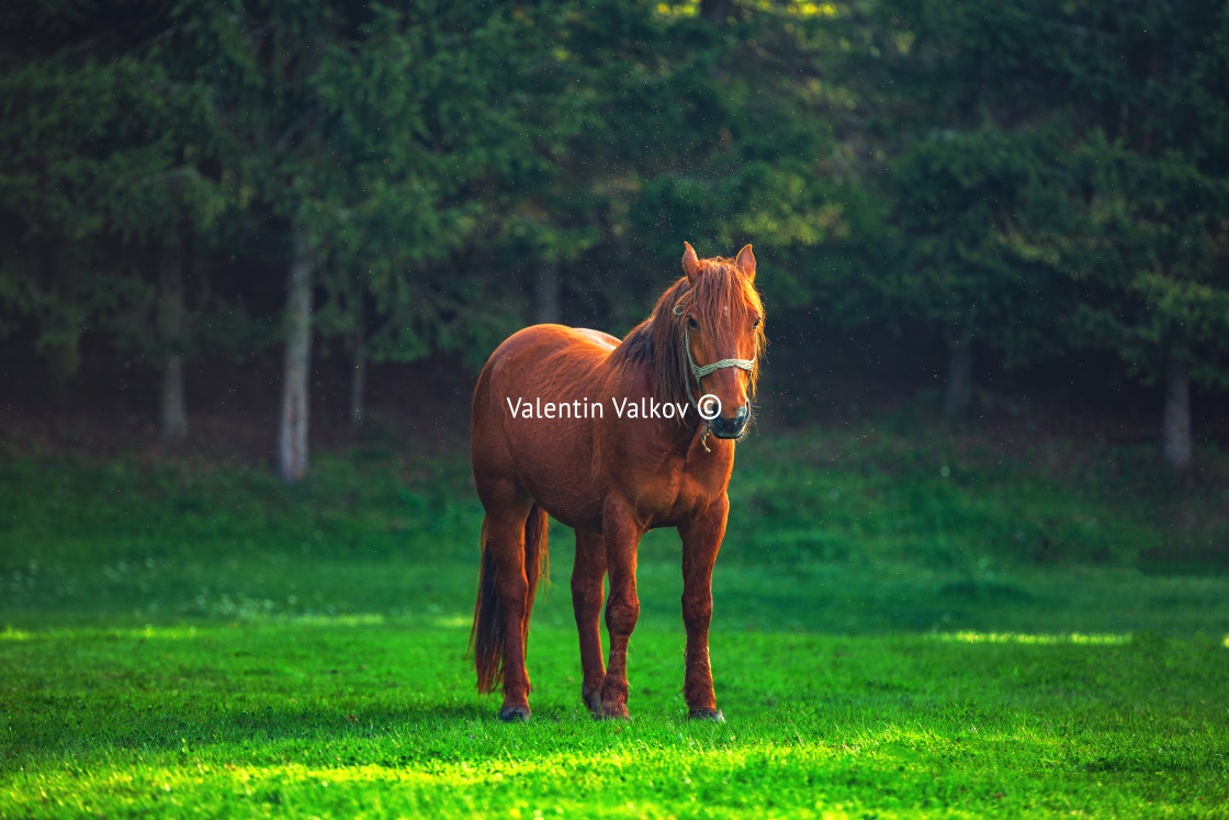 "Mystic sunrise over the mountain. Wild horse grazing in the mead" stock image