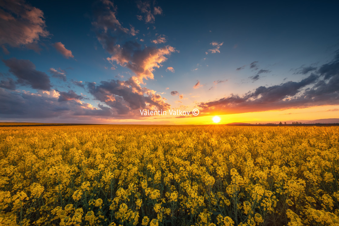 "Sunset over the rapeseed field, beautiful spring day." stock image