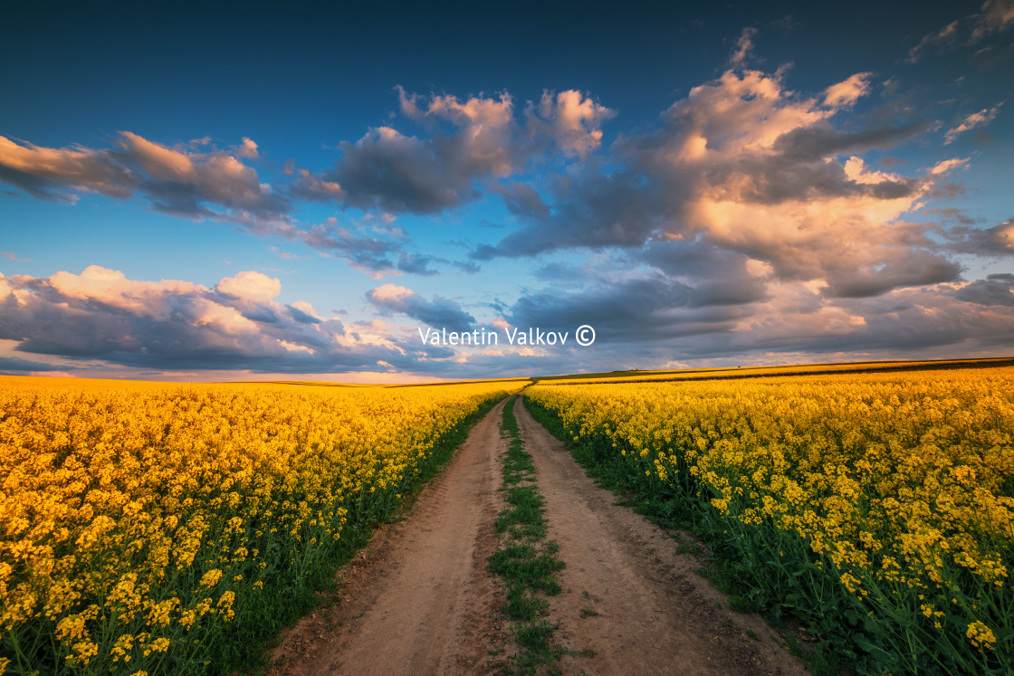 "Sunset over the rapeseed field, beautiful spring day." stock image