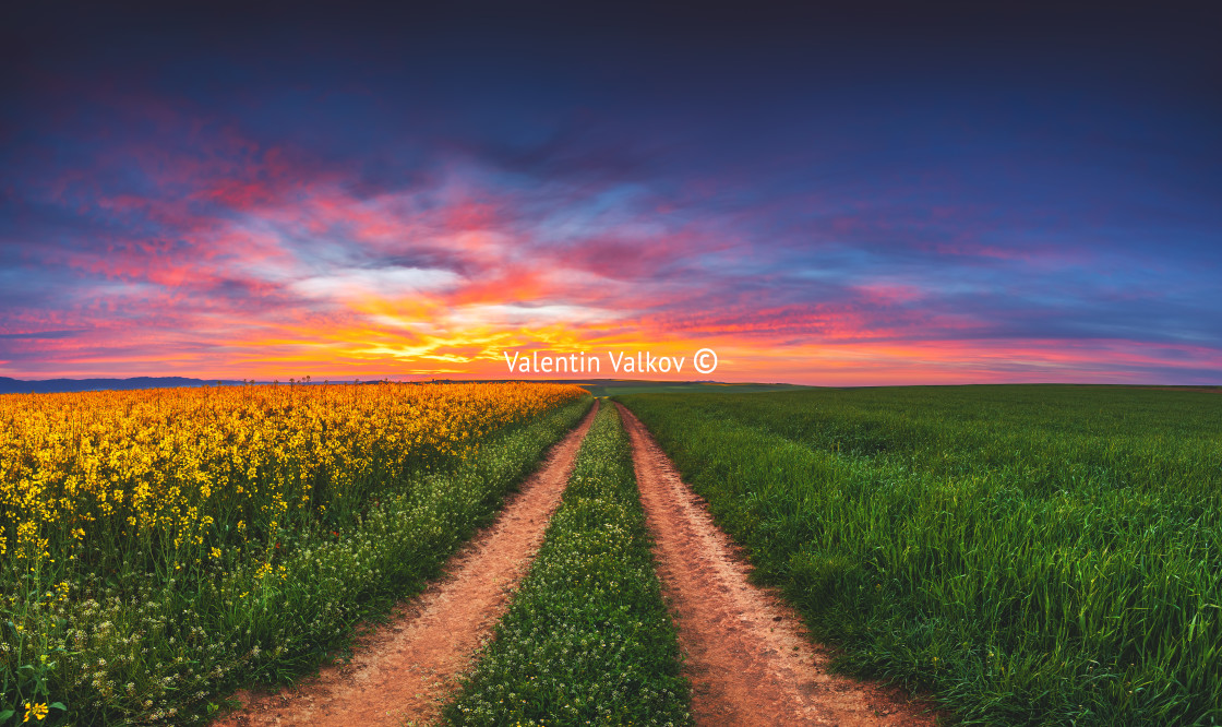 "Sunrise over the rapeseed field, beautiful spring day." stock image