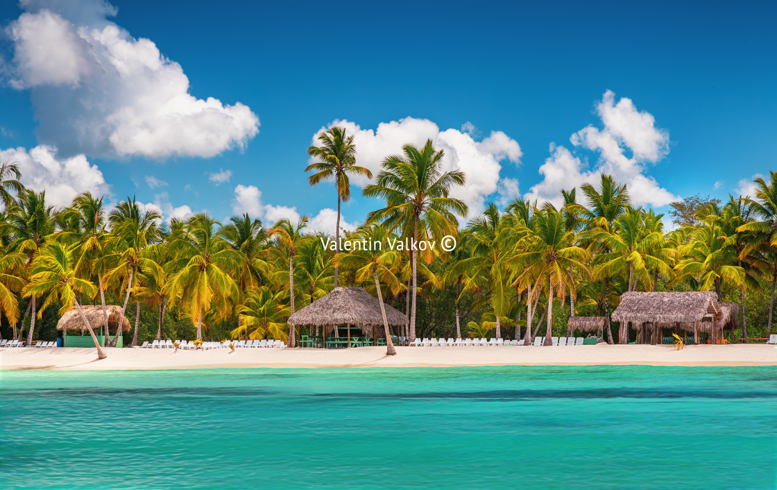 "Palmtree and tropical beach" stock image