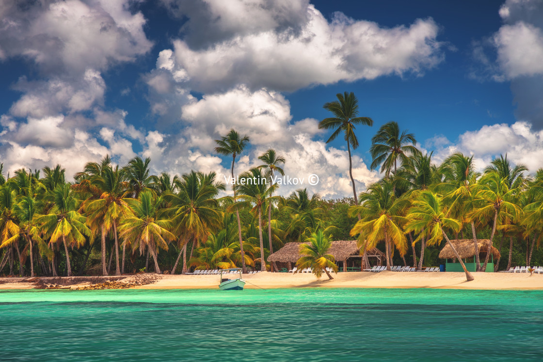 "Palmtree and tropical beach" stock image