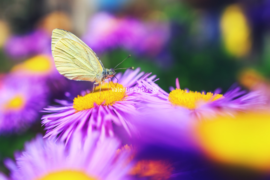 "Butterfly on purple flowers in the sunlight" stock image