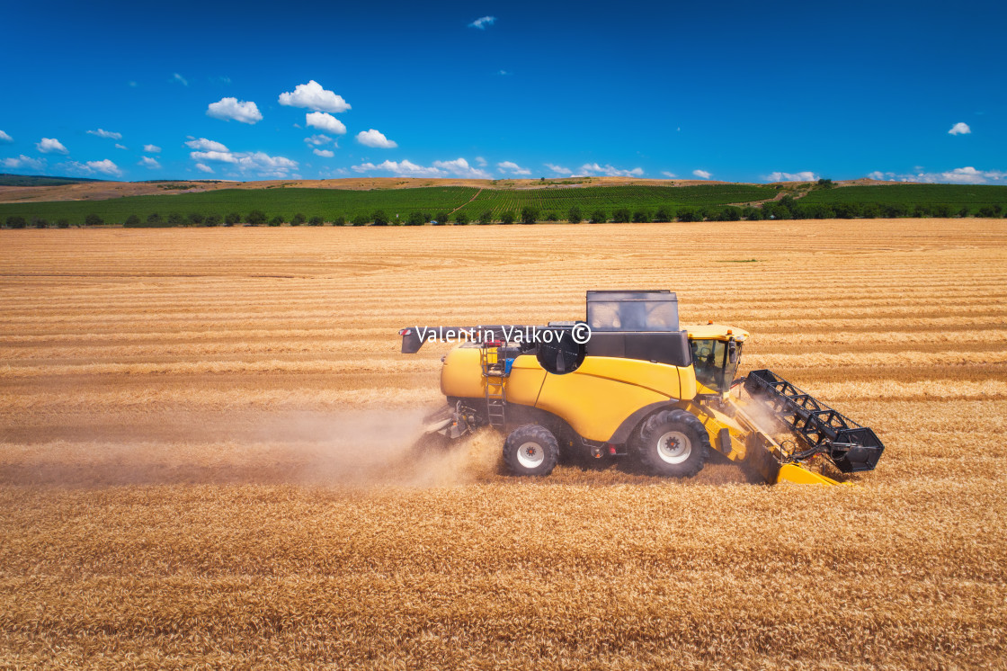 "Combine harvester agriculture machine harvesting golden ripe wheat field" stock image