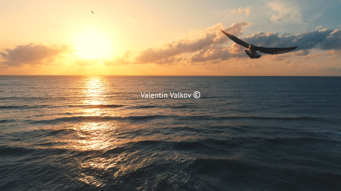 "Seagull over the sea - aerial view seascape" stock image