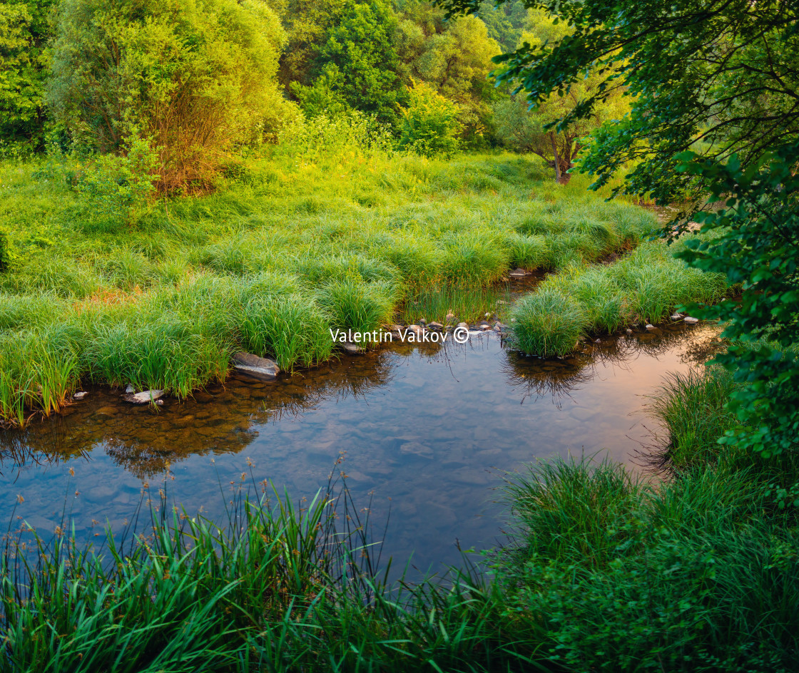 "River in the forest. Nature background" stock image