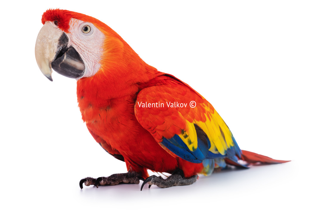 "Macaw Parrot isolated on white" stock image