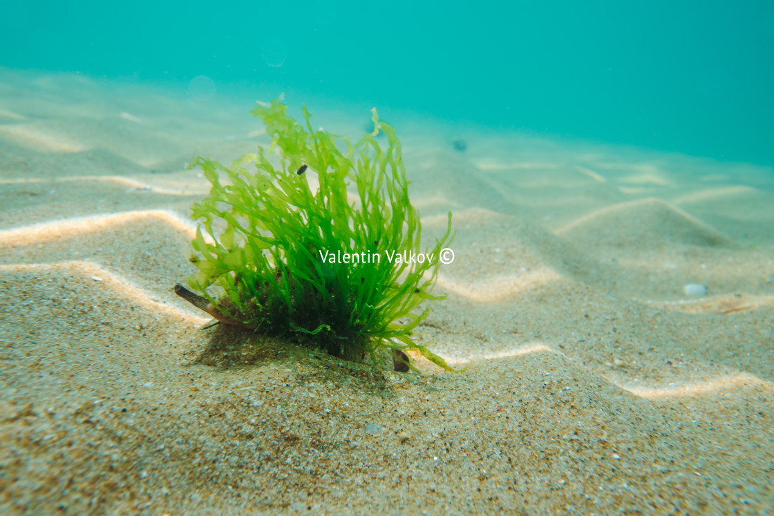 "Black Sea rapan in algae walks on the sand, underwater view" stock image