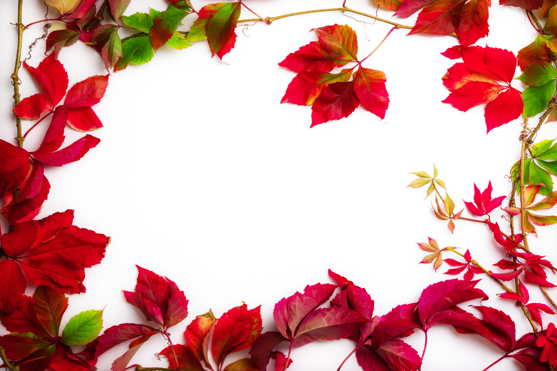 "Autumn seasonal leaves with border frame and space for text, fal" stock image