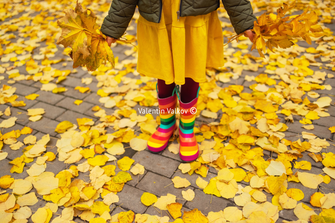 "Child legs in boots on background of a golden maple leaves" stock image