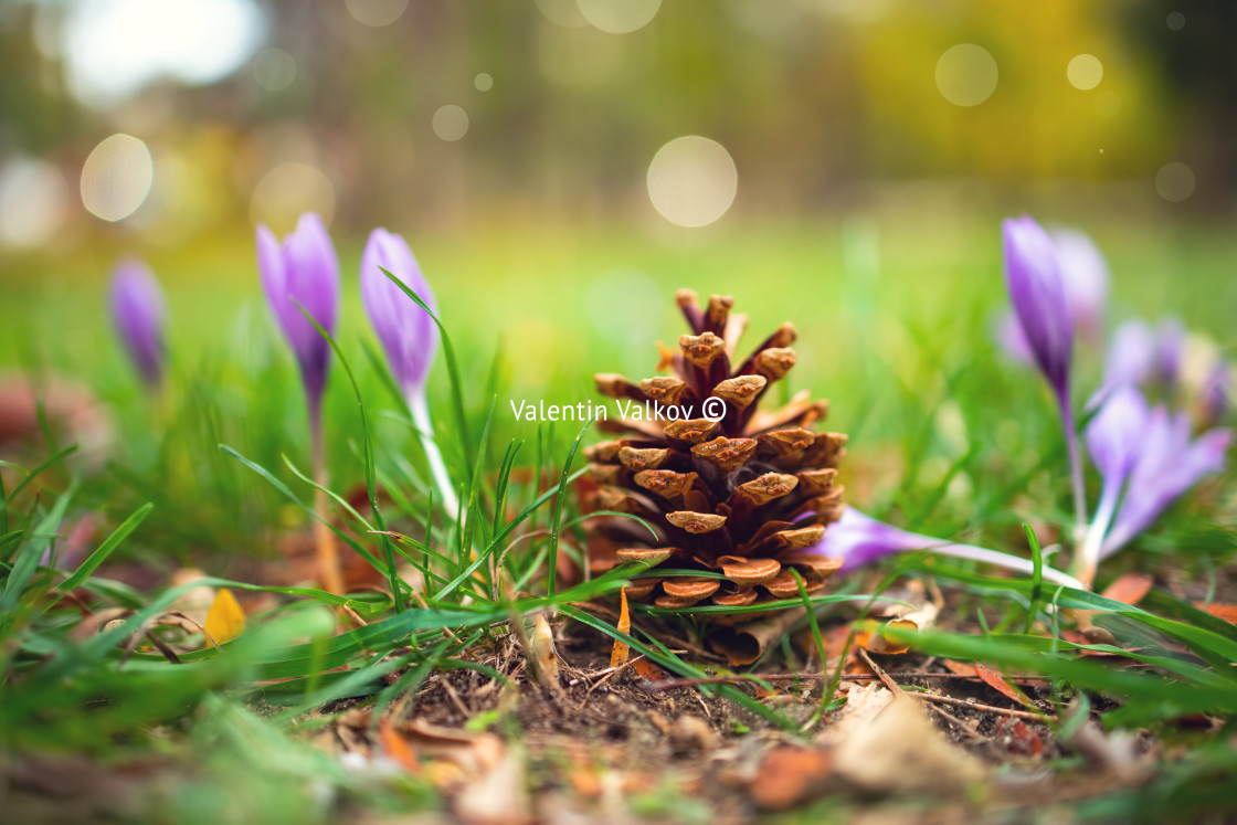 "Fir cone with flowers on grass in autumnal green park" stock image