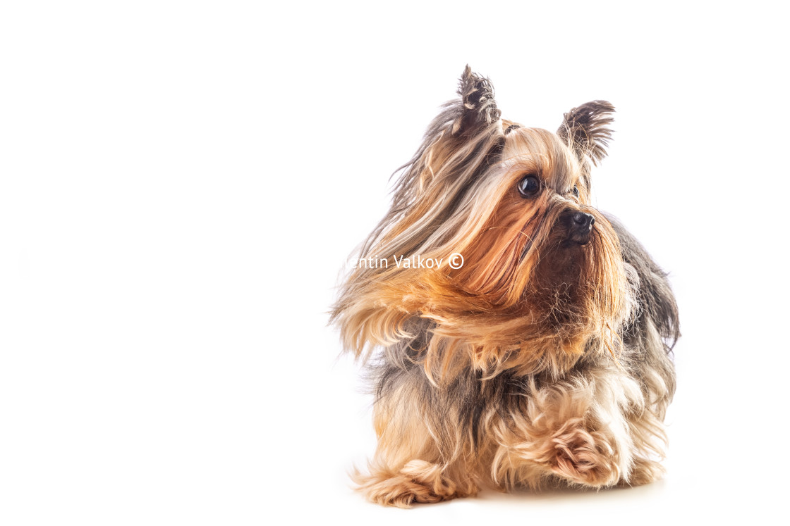 "Yorkshire terrier, dog isolated on white" stock image