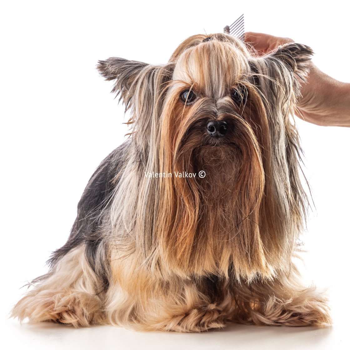 "Yorkshire terrier, dog isolated on white" stock image