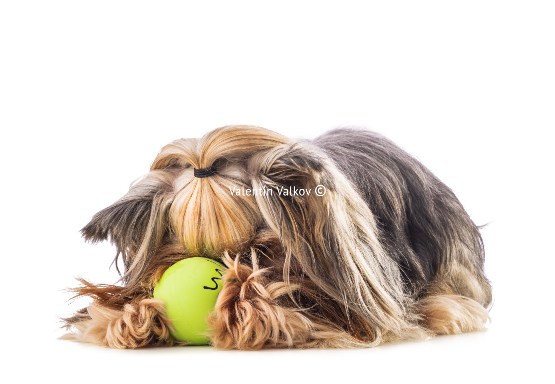 "Yorkshire terrier, dog isolated on white" stock image