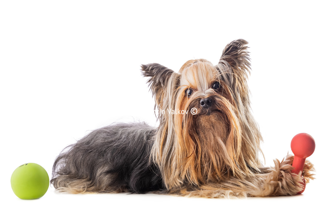 "Yorkshire terrier, dog isolated on white" stock image