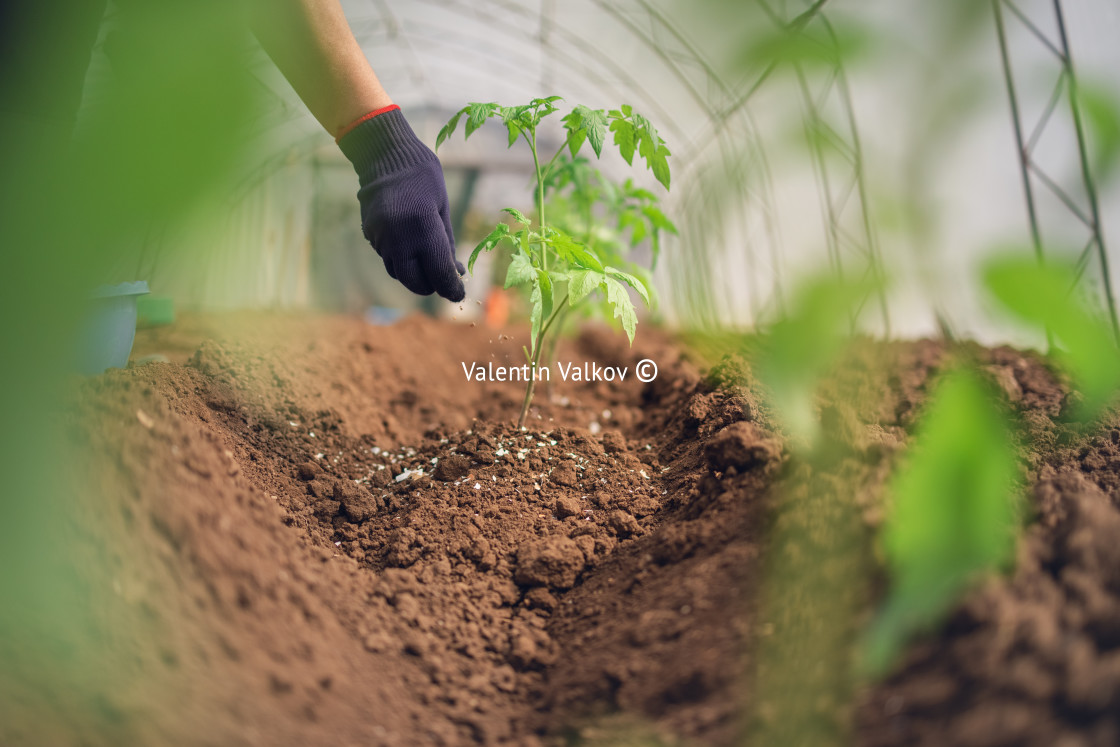 "Fertilizing Tomatoes plant in greenhouse, homegrown organic vege" stock image