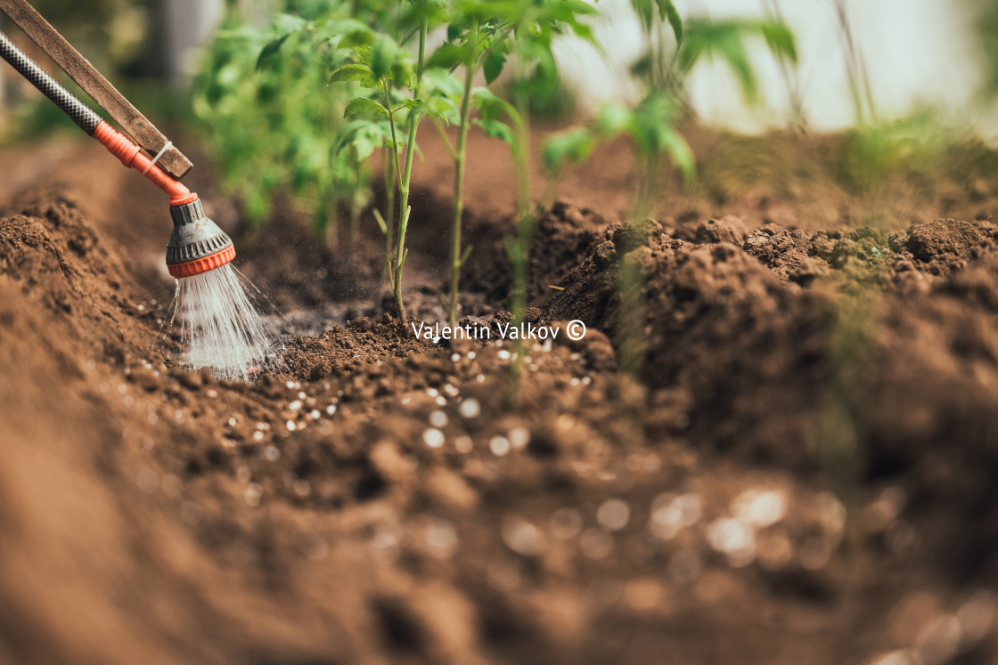 "Farmer watering tomato plant in greenhouse, homegrown organic ve" stock image