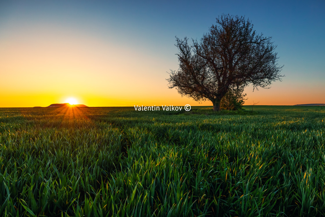 "Tree in a green field, sunset shot" stock image