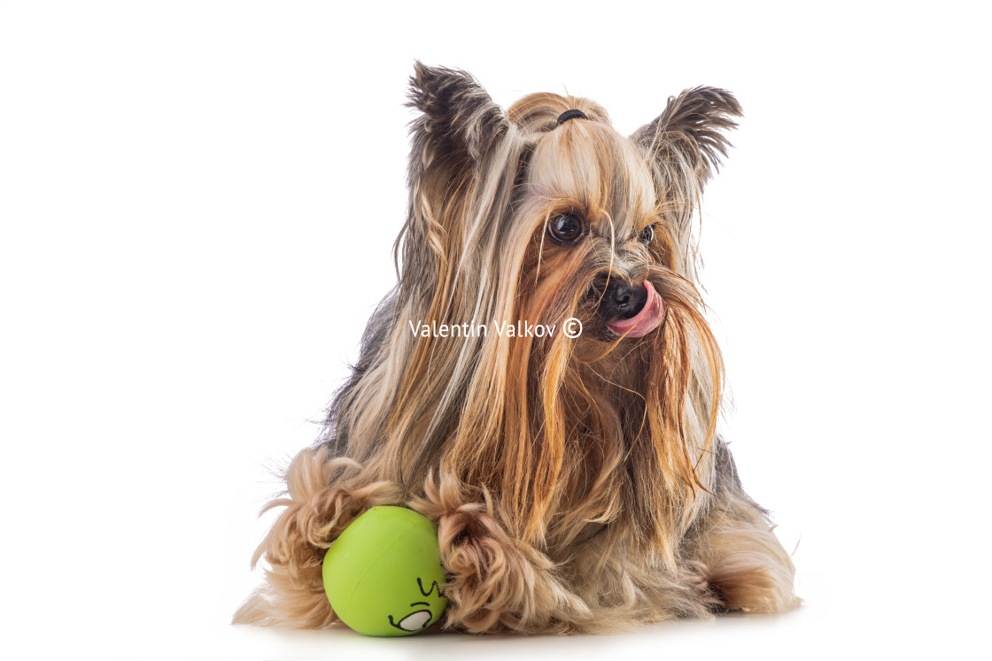 "Yorkshire terrier, dog isolated on white" stock image