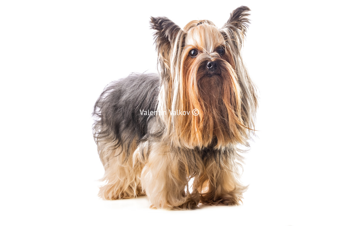 "Yorkshire terrier, dog isolated on white" stock image