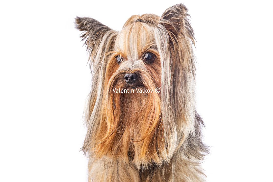 "Yorkshire terrier, dog isolated on white" stock image