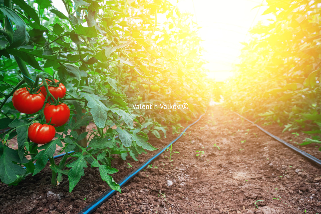 "Tomatoes in a Greenhouse. Horticulture. Vegetables" stock image