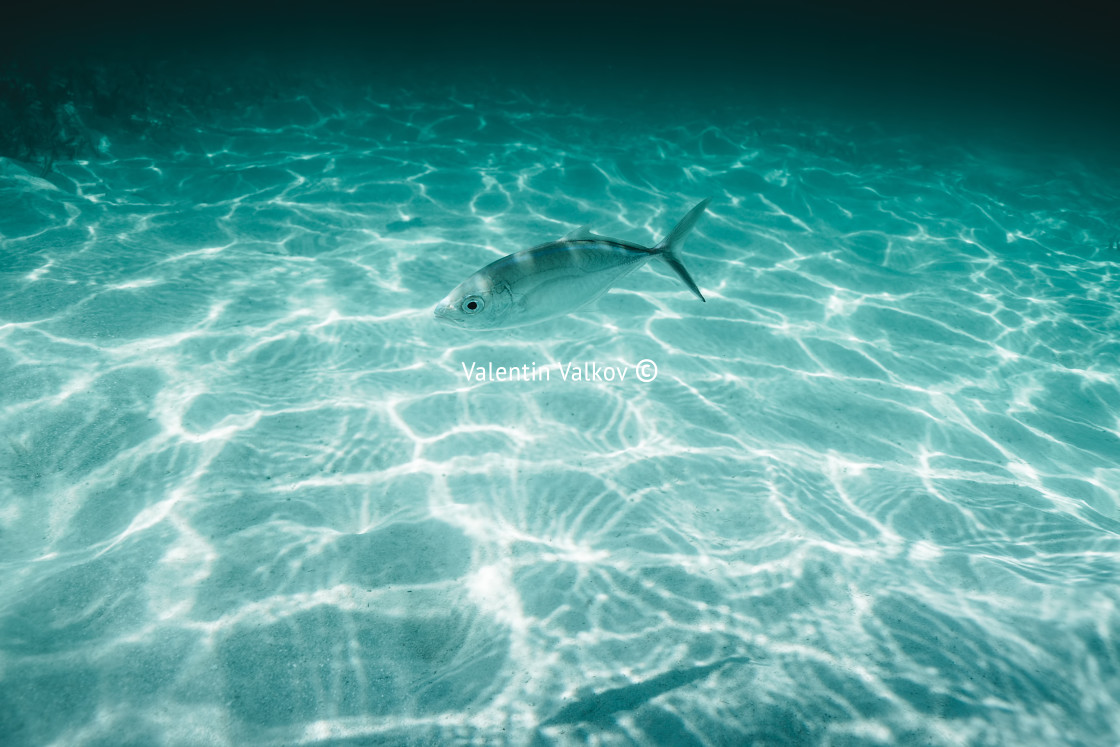 "Sea sand and blue water. Underwater. ocean background" stock image