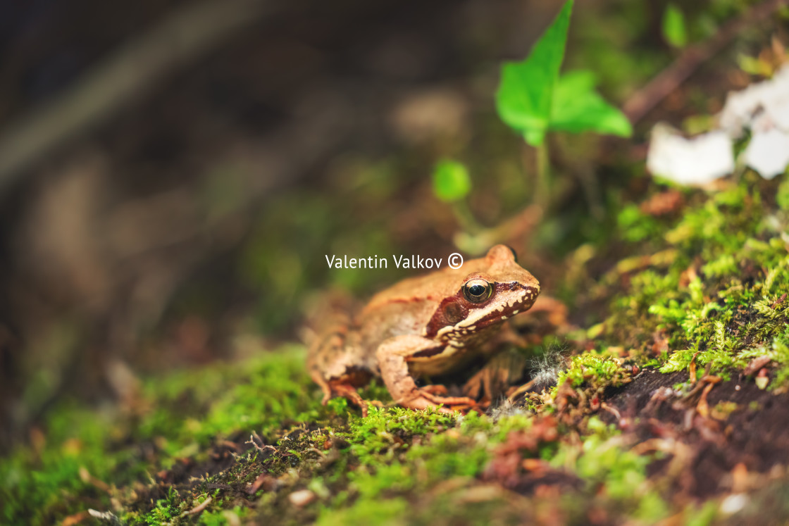 "Brown frog near lake in rainforest, close up shot" stock image