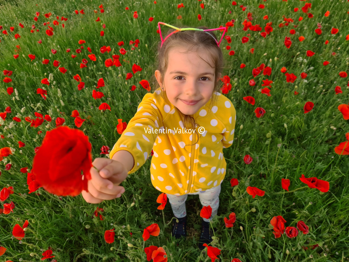 "Little girl in a field of wild flowers. Meadow with poppy plants" stock image