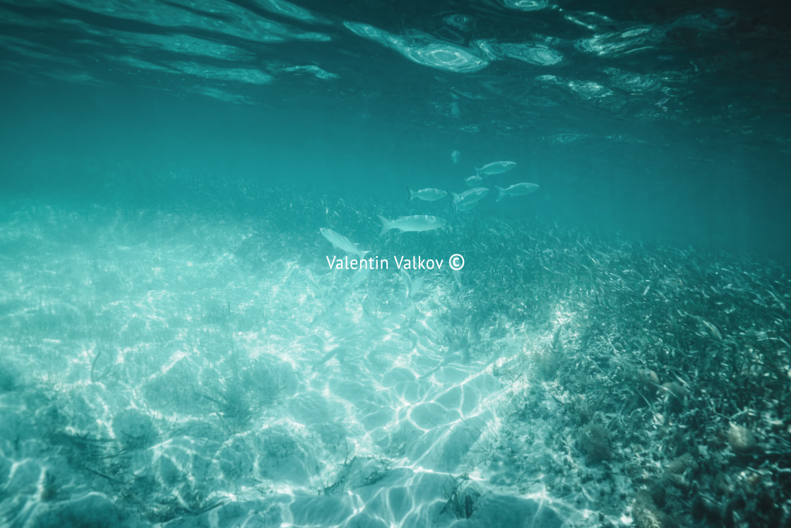 "Fish, Sea sand and blue water. Underwater ocean background" stock image