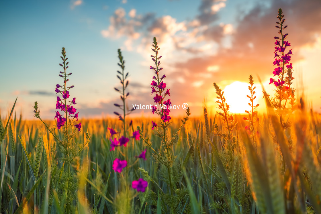 "Sunset over fresh wheat field and wild flowers" stock image