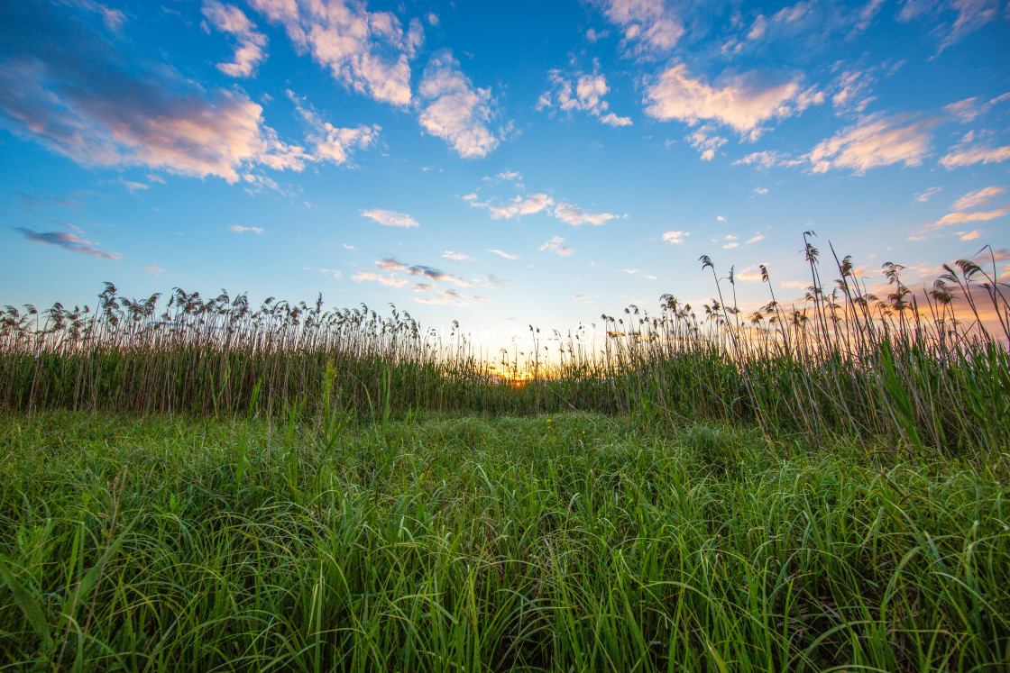 "Sunset over the lake and fern plants. Sun and wild plant around" by Valentin Valkov - £20.00 "Sunset over the lake and fern plants. Sun and wild plant around" stock image