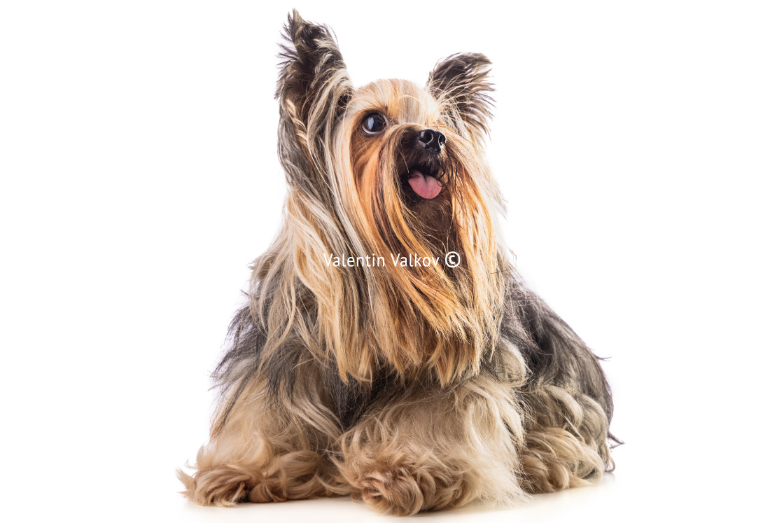 "Yorkshire terrier, dog isolated on white" stock image