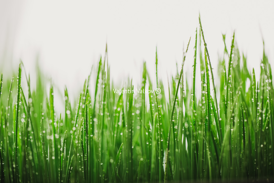 "Green wet grass with dew on a blades" stock image