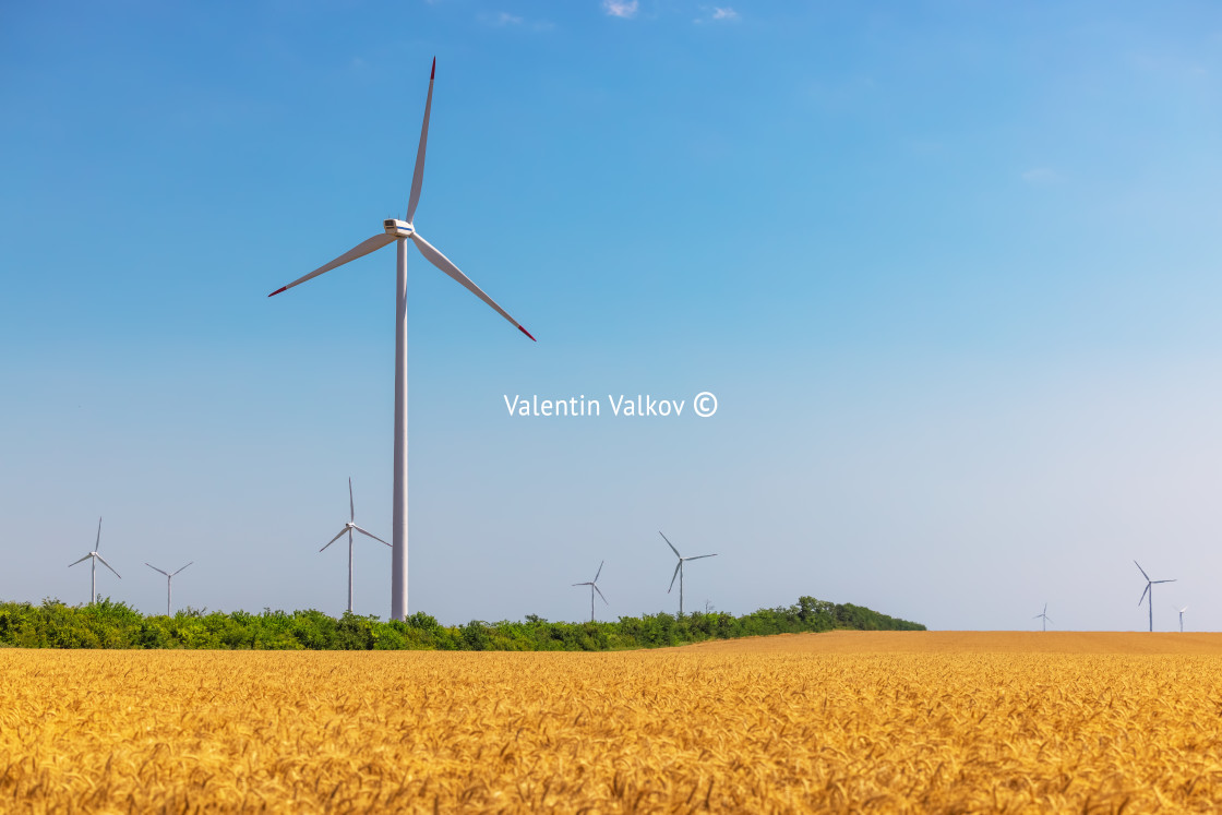 "Blue sky and wheat field with wind turbines generating electrici" stock image