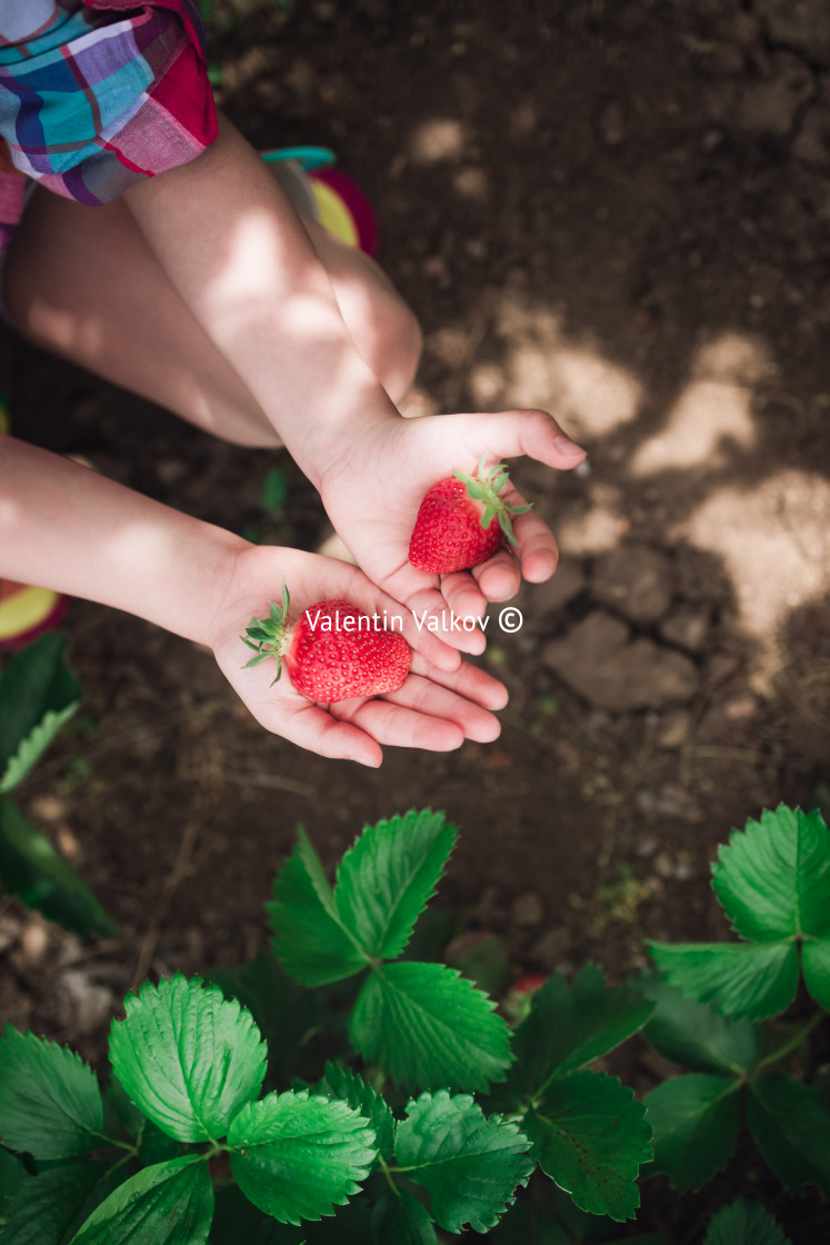"Little girl picking strawberry on a farm field. Strawberry in a" stock image