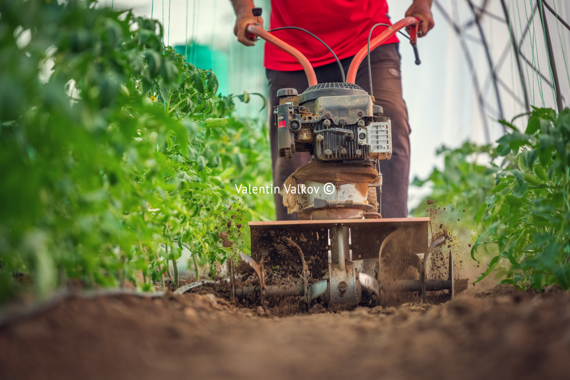 "Farmer with a machine cultivator digs the soil in the vegetable" stock image