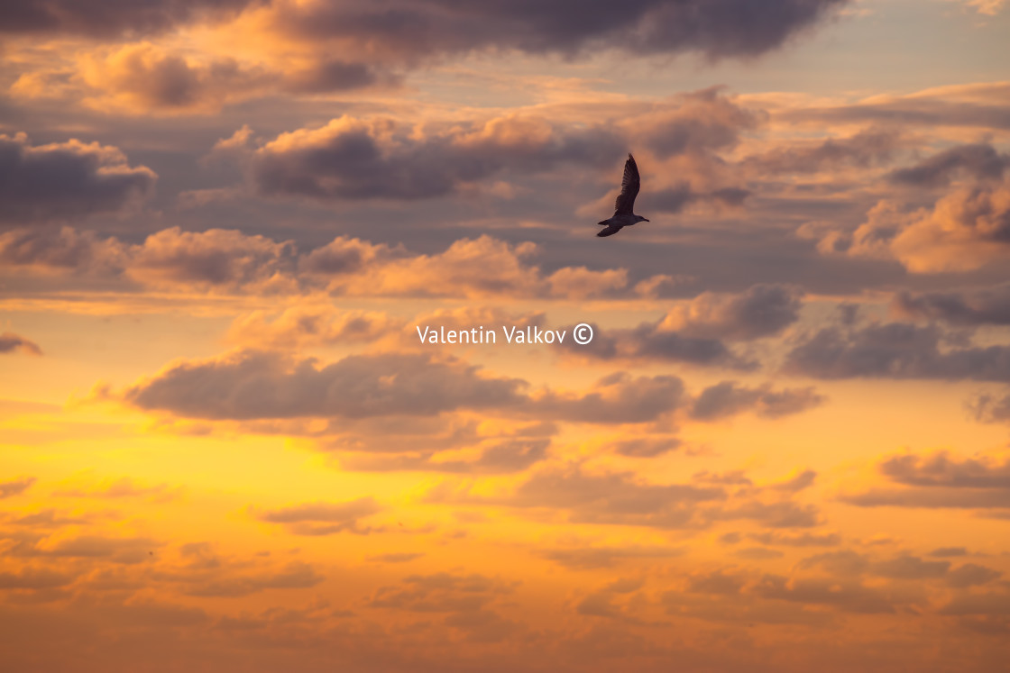 "Flying seagulls over the sea" stock image