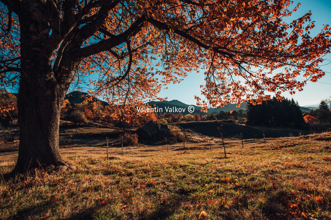 "Autumn tree, morning shot" stock image