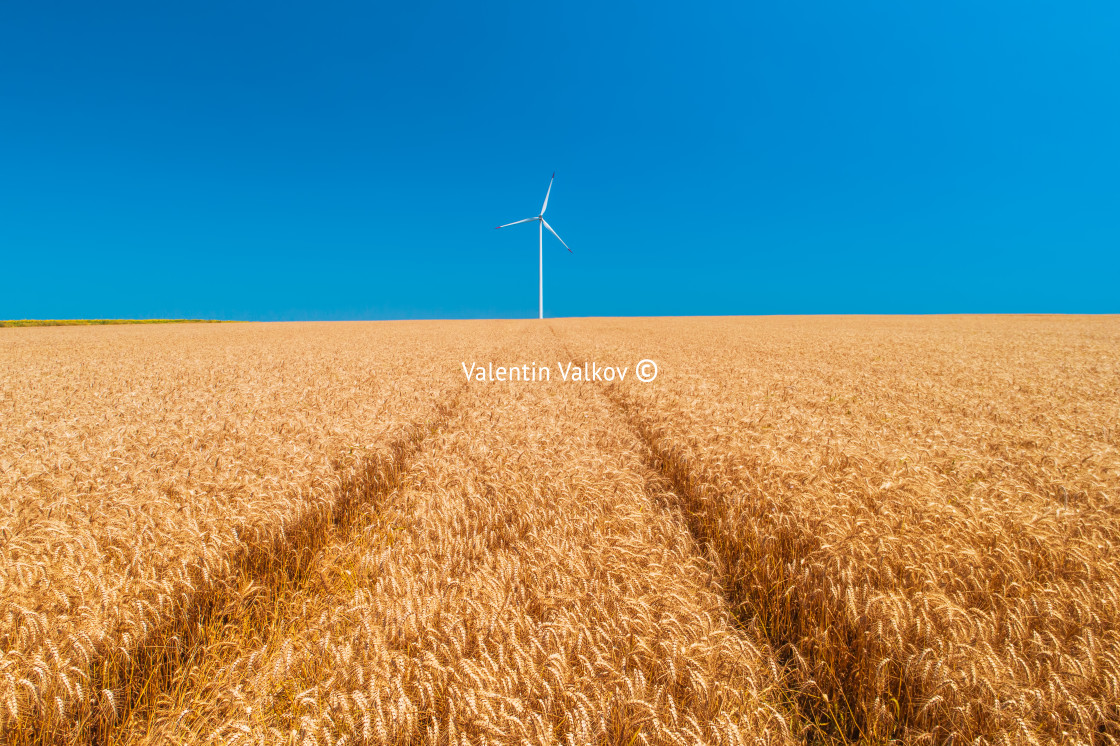 "Blue sky and wheat field with wind turbines generating electrici" stock image