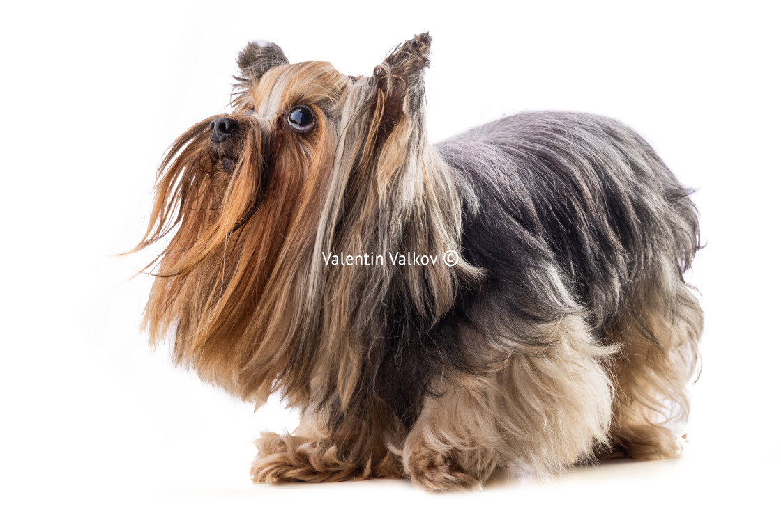 "Yorkshire terrier, dog isolated on white" stock image