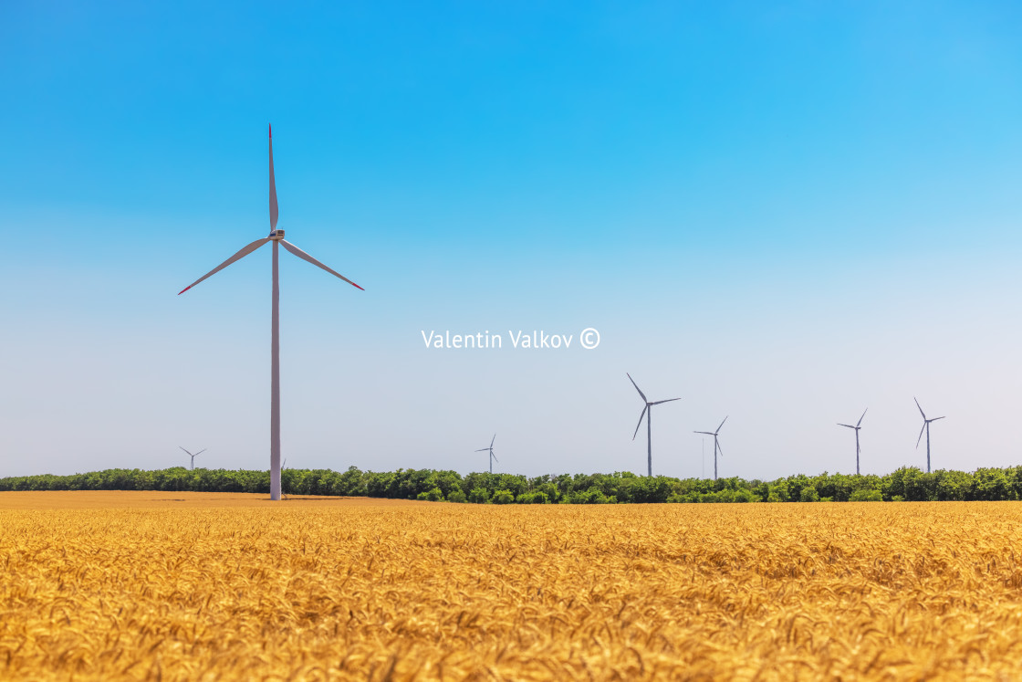 "Blue sky and wheat field with wind turbines generating electrici" stock image