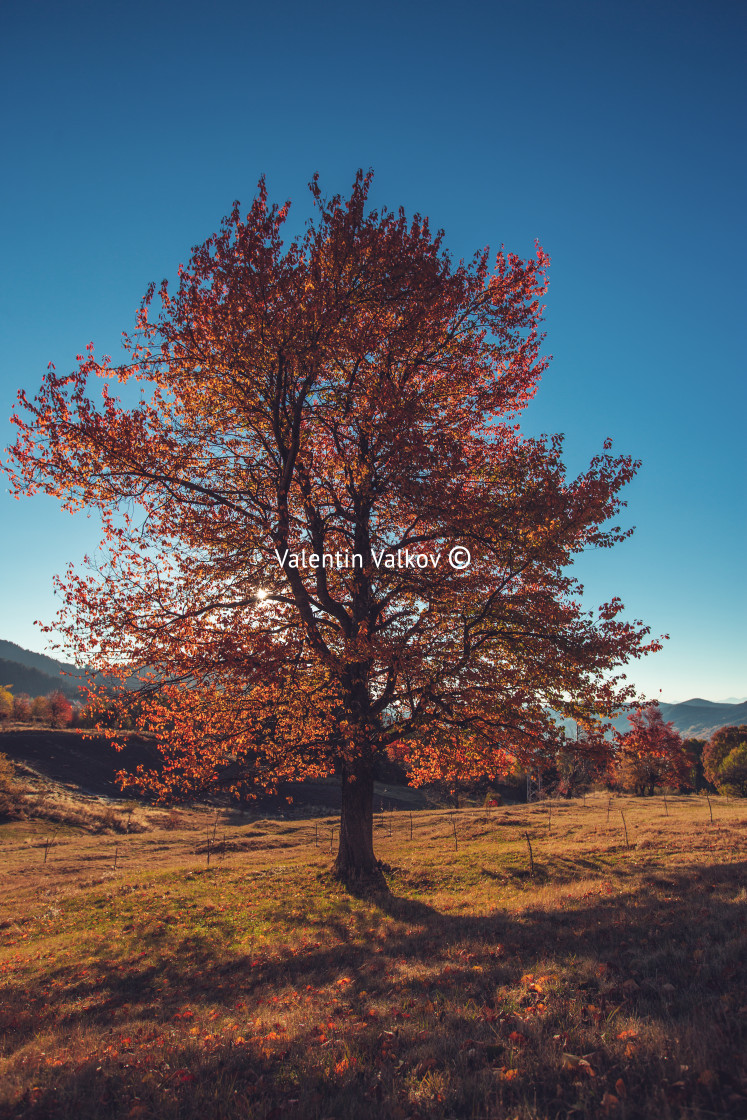 "Autumn tree, morning shot" stock image